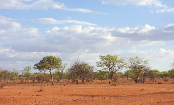 纳米比亚 非洲的卡拉哈里景观 — 图库照片