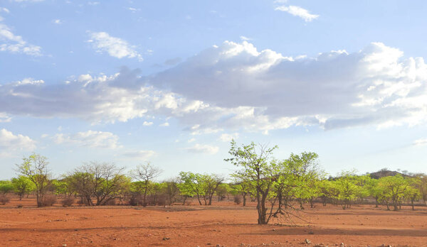 Kalahari landscape in Namibia, Africa