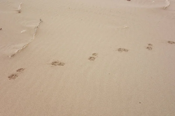 Cat Tracks Sand — Stock Photo, Image