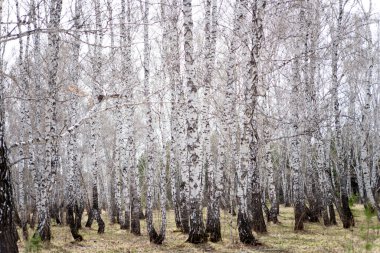 Yıllık bahar huş ağacı ormanı