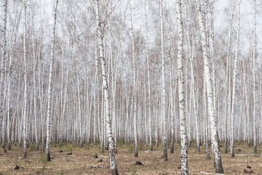 Yıllık bahar huş ağacı ormanı
