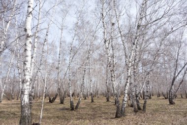 Yıllık bahar huş ağacı ormanı