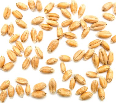 Beyaz arkaplanda izole buğday taneleri