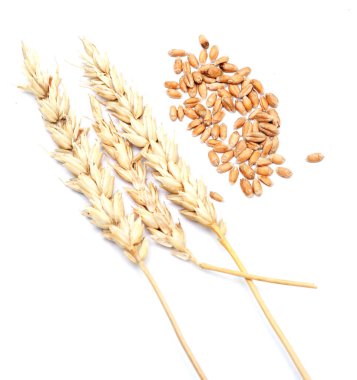 Beyaz arkaplanda buğday izole