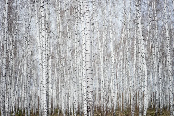 Jährlicher Birkenwald Frühling — Stockfoto