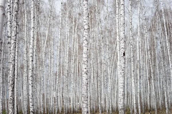 Jährlicher Birkenwald Frühling — Stockfoto