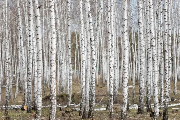 Ročně Jarní Březový Les — Stock fotografie