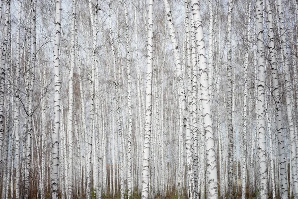 Jährlicher Birkenwald Frühling — Stockfoto