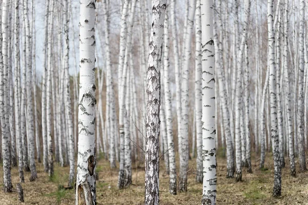 Yearly Spring Birch Forest — Stock Photo, Image