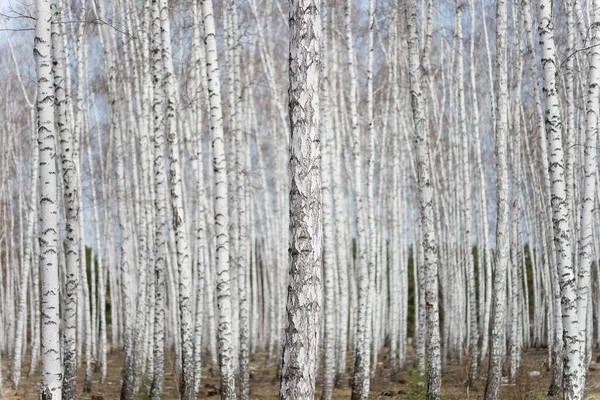 Jährlicher Birkenwald Frühling — Stockfoto