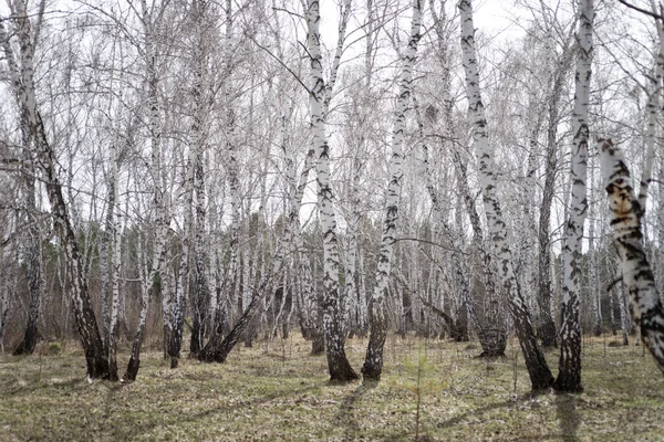 Yearly Spring Birch Forest — Stock Photo, Image