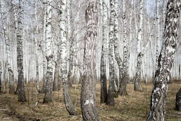 毎年春の白樺林 — ストック写真