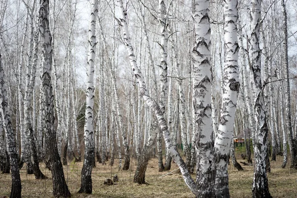 Yearly Spring Birch Forest — Stock Photo, Image