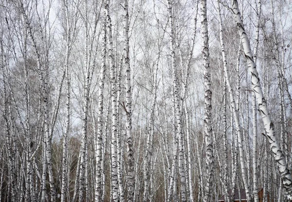 毎年春の白樺林 — ストック写真