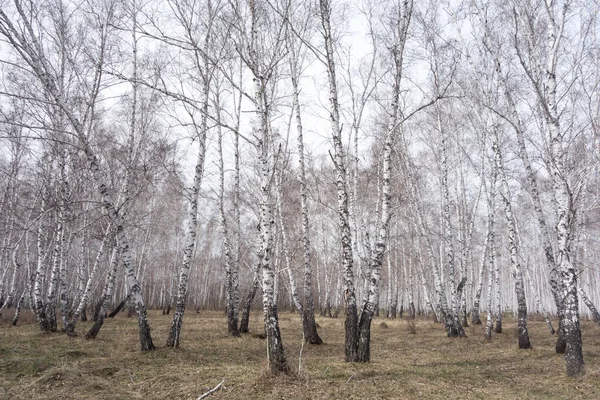 Bosque Anual Abedul Primavera — Foto de Stock