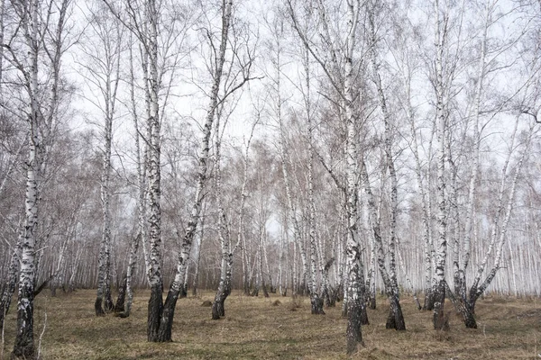 Bosque Anual Abedul Primavera — Foto de Stock