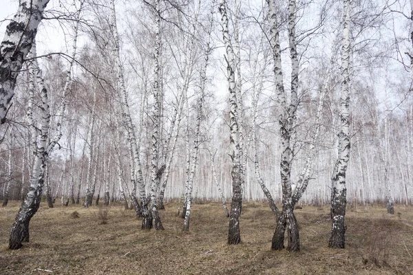 毎年春の白樺林 — ストック写真