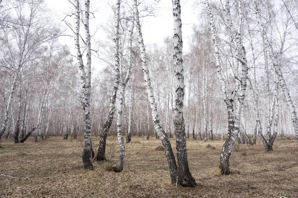 Årlig Björkskog — Stockfoto