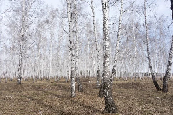 Bosque Anual Abedul Primavera — Foto de Stock