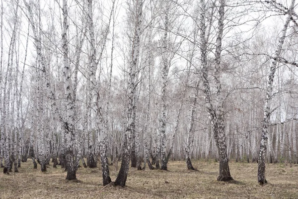 毎年春の白樺林 — ストック写真