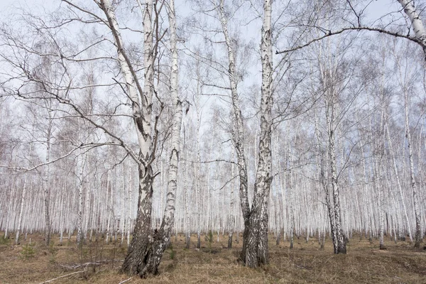 毎年春の白樺林 — ストック写真