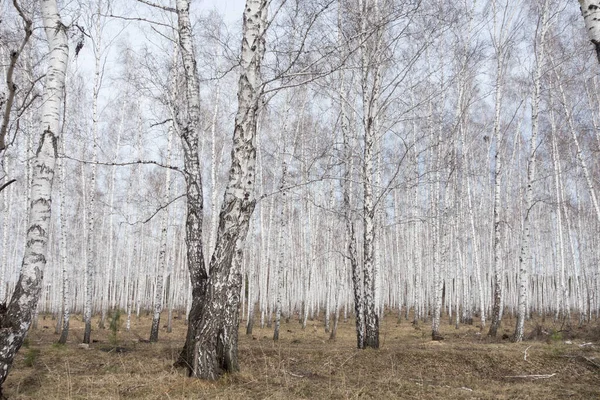 Yearly Spring Birch Forest — Stock Photo, Image