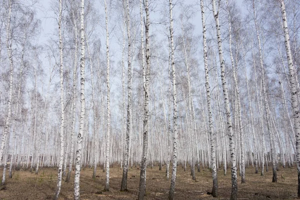 Jährlicher Birkenwald Frühling — Stockfoto