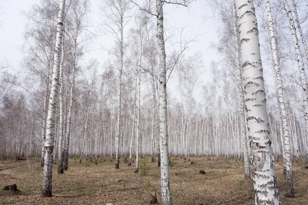 Годовые Весенние Березовые Леса — стоковое фото