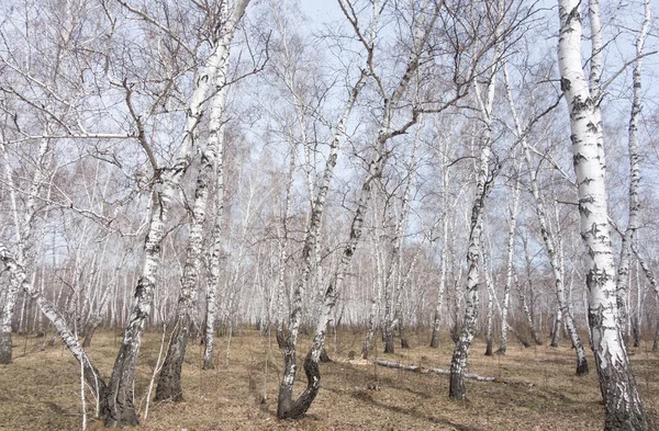 每年春天的桦树林 — 图库照片