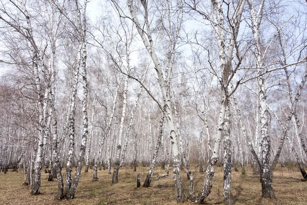 毎年春の白樺林 — ストック写真