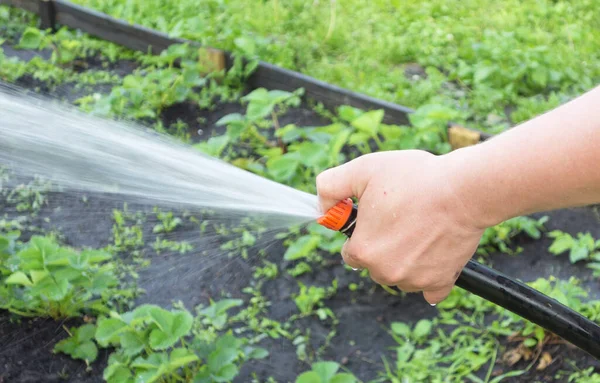 Gartenbewässerung Mit Schlauch — Stockfoto