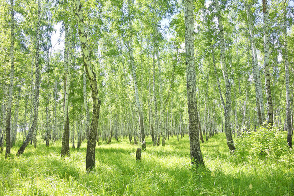 Green summer birch forest