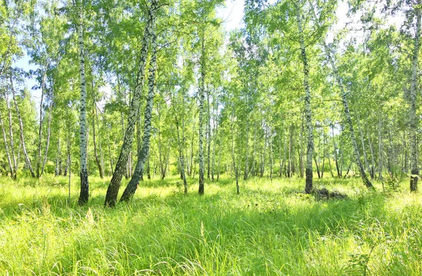 Yeşil Yaz Huş Ağacı Ormanı — Stok fotoğraf