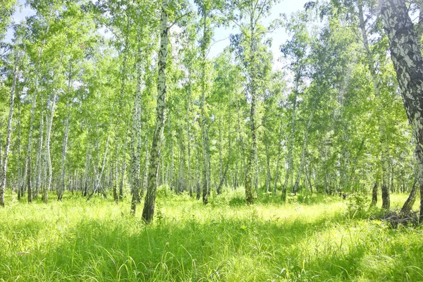 Green Summer Birch Forest — Stock Photo, Image