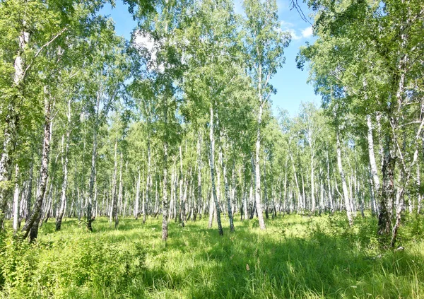 Зеленый Летний Березовый Лес — стоковое фото