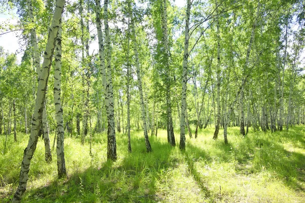 Foresta Betulla Estiva Verde — Foto Stock