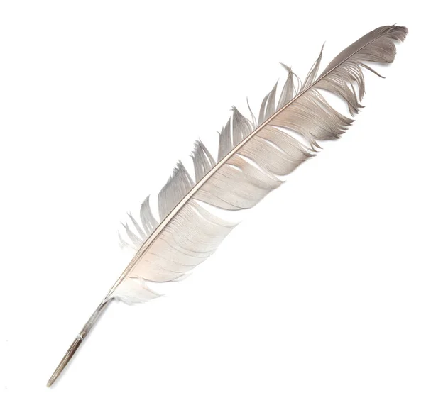 Feather Isolated White Background — Stock Photo, Image