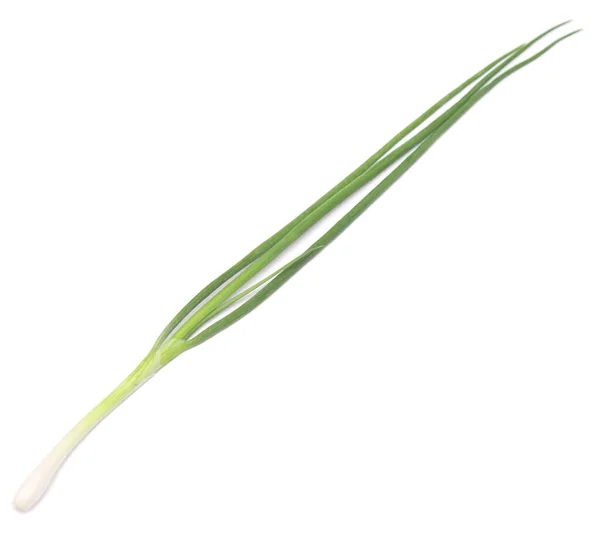 Zielona Cebula Izolowana Białym Tle — Zdjęcie stockowe