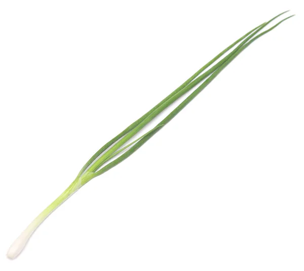 Green Onion Isolated White Background — Stock Photo, Image