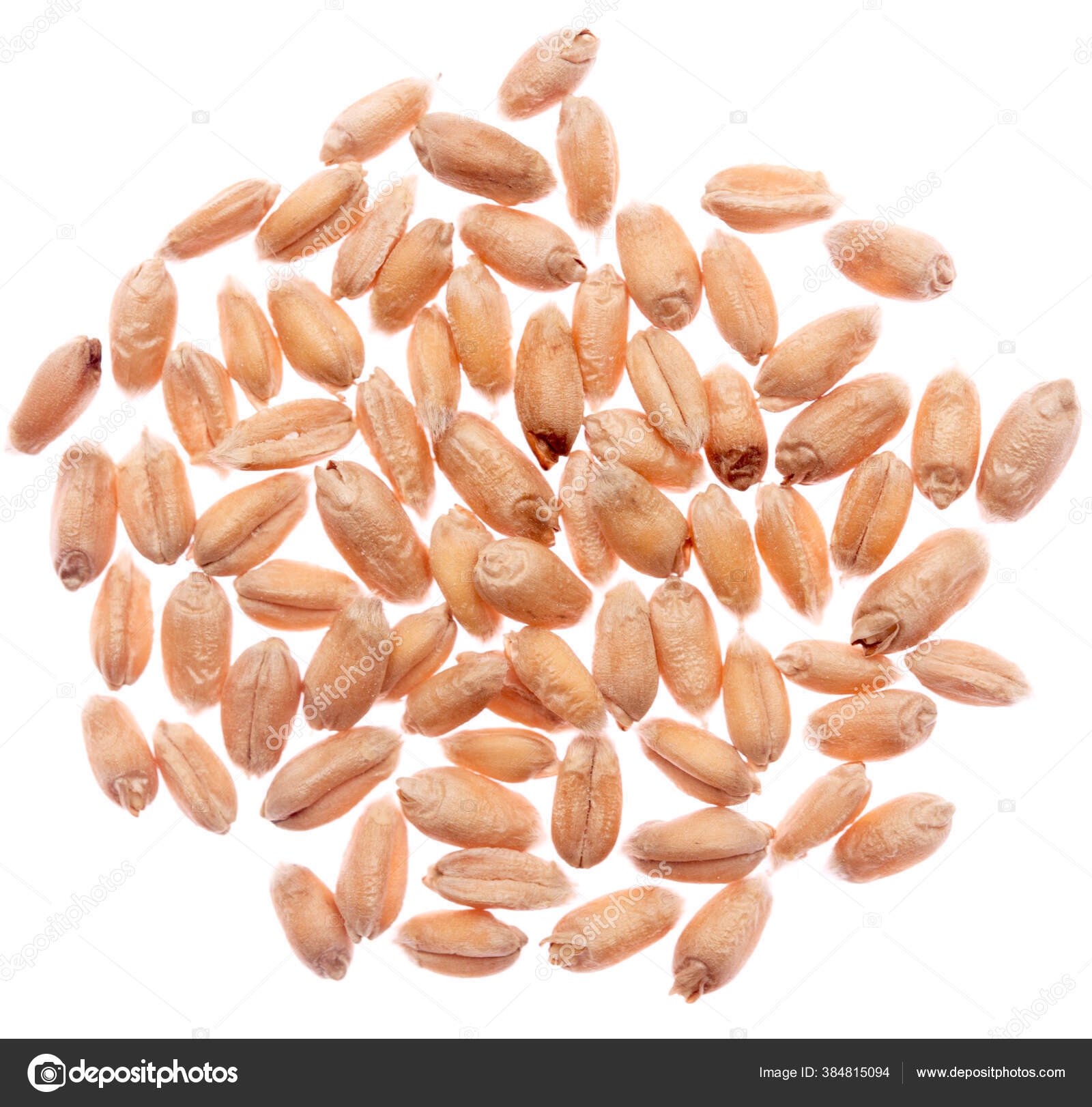 从白色背景分离出来的麦粒——图库图片© ruslanchik #384815094