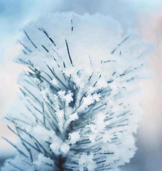 Pino Cubierto Nieve Invierno Fondo Navideño —  Fotos de Stock