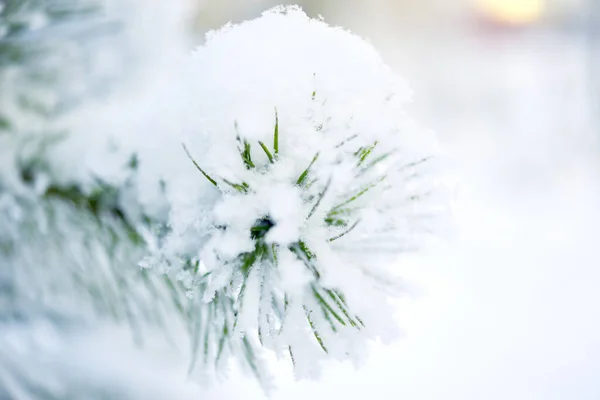 Pinheiro Coberto Neve Inverno Fundo Natal — Fotografia de Stock