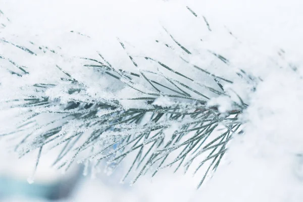 Pinheiro Coberto Neve Inverno Fundo Natal — Fotografia de Stock