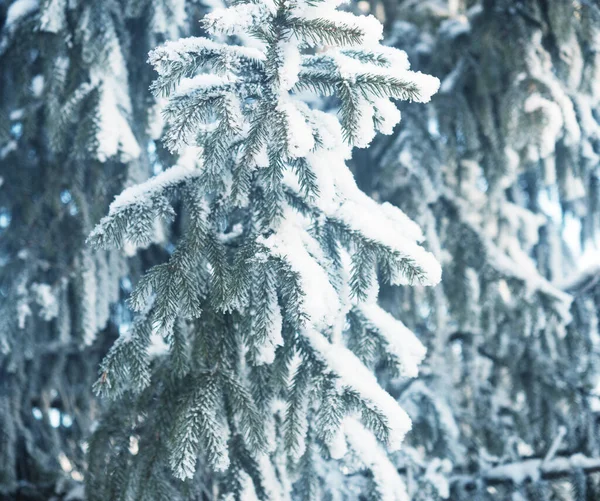 Pine Tree Covered Snow Christmas Winter Background — Stock Photo, Image