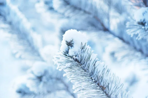 Hóval Borított Fenyőfa Karácsony Téli Háttér — Stock Fotó