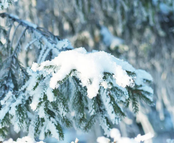 Pine Tree Covered Snow Winter Christmas Background — Stock Photo, Image
