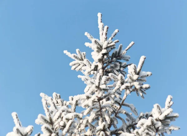 Pinheiro Com Neve Fundo Céu — Fotografia de Stock