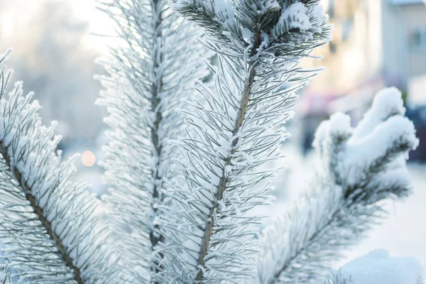 Pinheiro Coberto Neve Contra Cidade Natal Fundo Inverno — Fotografia de Stock