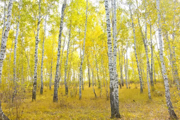 Goldener Birkenwald Herbst — Stockfoto