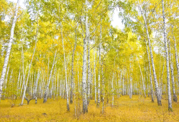 Floresta Vidoeiro Outono Dourado — Fotografia de Stock